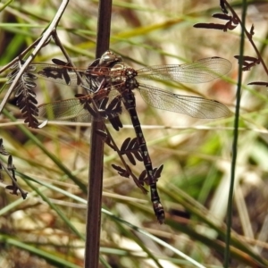 Austroaeschna unicornis at Paddys River, ACT - 13 Feb 2019