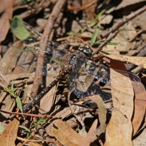 Austroaeschna multipunctata at Paddys River, ACT - 13 Feb 2019 02:00 PM