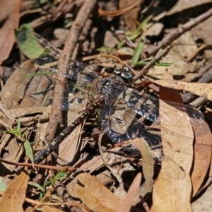 Austroaeschna multipunctata at Paddys River, ACT - 13 Feb 2019 02:00 PM