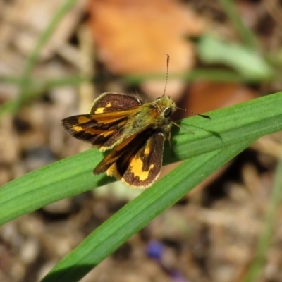 Ocybadistes walkeri (Green Grass-dart) at Macarthur, ACT - 14 Feb 2019 by RodDeb