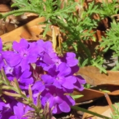 Ocybadistes walkeri at Macarthur, ACT - 14 Feb 2019