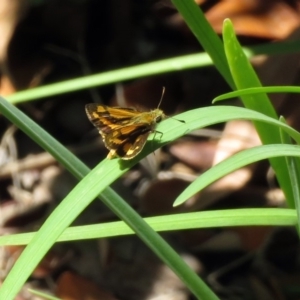 Ocybadistes walkeri at Macarthur, ACT - 14 Feb 2019