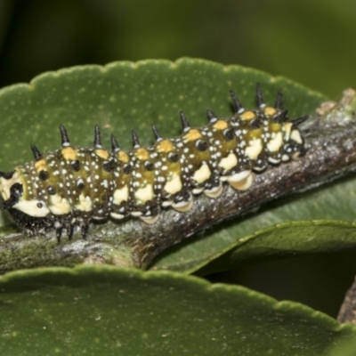 Papilio anactus (Dainty Swallowtail) at Higgins, ACT - 13 Feb 2019 by AlisonMilton