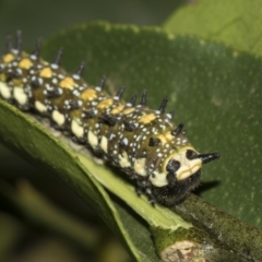 Papilio anactus at Higgins, ACT - 13 Feb 2019 07:16 AM