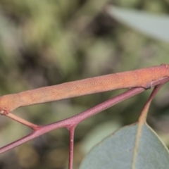 Geometridae (family) IMMATURE (Unidentified IMMATURE Geometer moths) at Hawker, ACT - 13 Feb 2019 by AlisonMilton