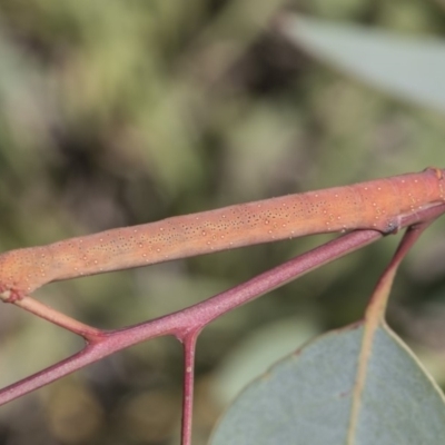 Geometridae (family) IMMATURE (Unidentified IMMATURE Geometer moths) at Hawker, ACT - 13 Feb 2019 by AlisonMilton