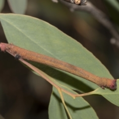 Geometridae (family) IMMATURE at Hawker, ACT - 13 Feb 2019 02:33 PM