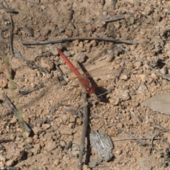 Diplacodes haematodes (Scarlet Percher) at The Pinnacle - 13 Feb 2019 by Alison Milton