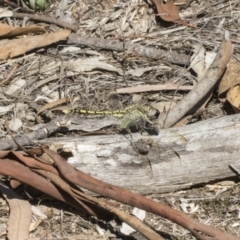 Orthetrum caledonicum (Blue Skimmer) at Dunlop, ACT - 13 Feb 2019 by Alison Milton