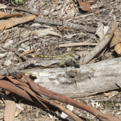 Orthetrum caledonicum (Blue Skimmer) at Dunlop, ACT - 13 Feb 2019 by AlisonMilton