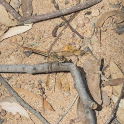 Diplacodes haematodes (Scarlet Percher) at The Pinnacle - 13 Feb 2019 by Alison Milton