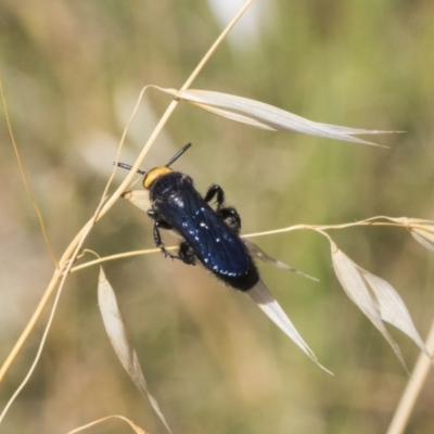 Scolia (Discolia) verticalis (Yellow-headed hairy flower wasp) at Dunlop, ACT - 13 Feb 2019 by Alison Milton