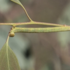 Boarmiini (tribe) (Unidentified Looper moth) at Dunlop, ACT - 13 Feb 2019 by AlisonMilton