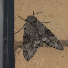 Psilogramma casuarinae (Privet Hawk Moth) at Higgins, ACT - 13 Feb 2019 by AlisonMilton