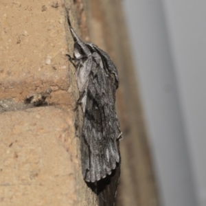 Psilogramma casuarinae at Higgins, ACT - 13 Feb 2019 08:06 PM