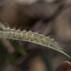 Uraba lugens (Gumleaf Skeletonizer) at The Pinnacle - 13 Feb 2019 by AlisonMilton