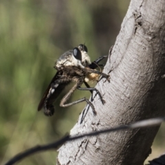 Blepharotes sp. (genus) (A robber fly) at The Pinnacle - 13 Feb 2019 by AlisonMilton
