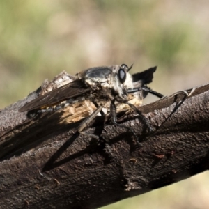 Blepharotes sp. (genus) at Dunlop, ACT - 13 Feb 2019 03:14 PM