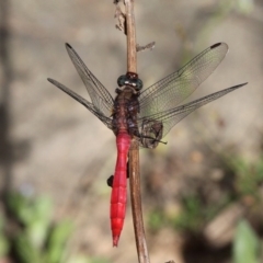 Orthetrum villosovittatum (Fiery Skimmer) at Uriarra Village, ACT - 2 Feb 2019 by HarveyPerkins