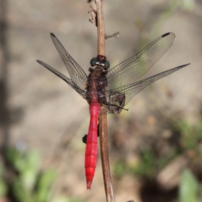 Orthetrum villosovittatum (Fiery Skimmer) at Lower Cotter Catchment - 2 Feb 2019 by HarveyPerkins