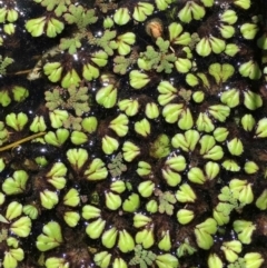 Ricciocarpos natans (Floating Liverwort) at Campbell, ACT - 13 Feb 2019 by RWPurdie