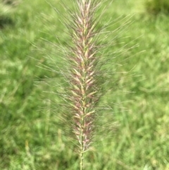 Cenchrus purpurascens (Swamp Foxtail) at Campbell, ACT - 14 Feb 2019 by RWPurdie