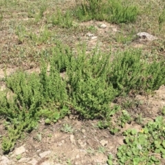 Dysphania multifida (Scented Goosefoot) at Campbell, ACT - 13 Feb 2019 by RWPurdie