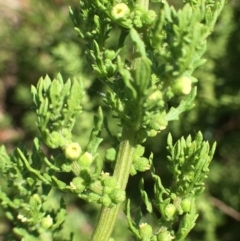 Dysphania multifida at Campbell, ACT - 14 Feb 2019 12:00 AM