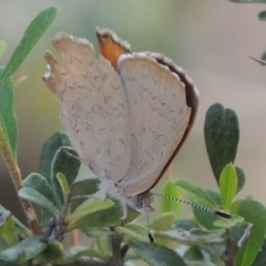 Paralucia pyrodiscus (Fiery Copper) at Conder, ACT - 12 Jan 2019 by michaelb