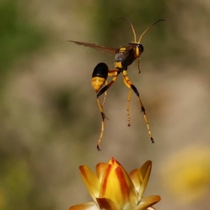 Sceliphron laetum at Acton, ACT - 13 Feb 2019 03:11 PM