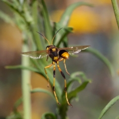 Sceliphron laetum at Acton, ACT - 13 Feb 2019 03:11 PM