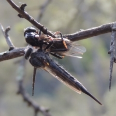 Cerdistus sp. (genus) (Slender Robber Fly) at Conder, ACT - 12 Jan 2019 by michaelb