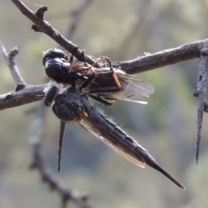 Cerdistus sp. (genus) at Conder, ACT - 12 Jan 2019