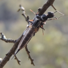 Cerdistus sp. (genus) at Conder, ACT - 12 Jan 2019 06:20 PM