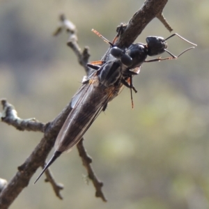 Cerdistus sp. (genus) at Conder, ACT - 12 Jan 2019