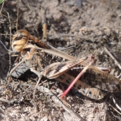 Gastrimargus musicus (Yellow-winged Locust or Grasshopper) at Rob Roy Range - 12 Jan 2019 by MichaelBedingfield