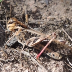 Gastrimargus musicus (Yellow-winged Locust or Grasshopper) at Conder, ACT - 12 Jan 2019 by michaelb