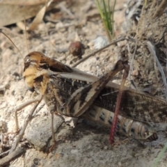 Gastrimargus musicus at Conder, ACT - 12 Jan 2019 06:32 PM