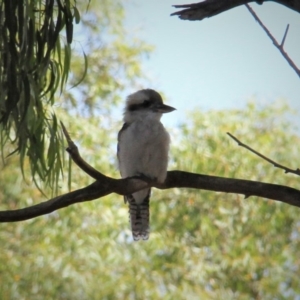 Dacelo novaeguineae at Paddys River, ACT - 15 Feb 2019