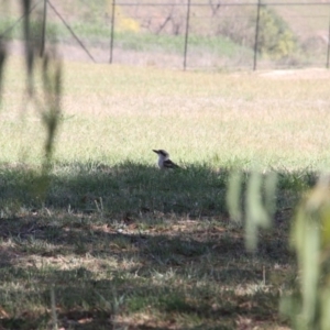 Dacelo novaeguineae at Paddys River, ACT - 15 Feb 2019