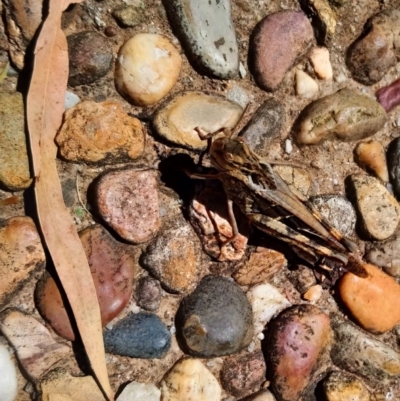 Gastrimargus musicus (Yellow-winged Locust or Grasshopper) at Kambah, ACT - 13 Feb 2019 by RosemaryRoth