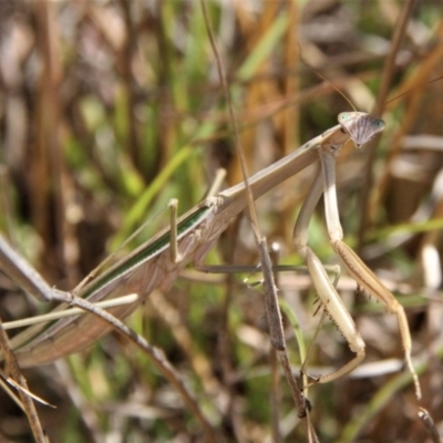 Tenodera australasiae (Purple-winged mantid) at Paddys River, ACT - 15 Feb 2019 by davobj