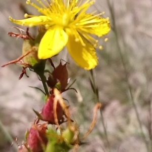 Hypericum perforatum at Torrens, ACT - 16 Feb 2019