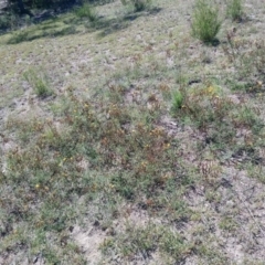 Hypericum perforatum at Torrens, ACT - 16 Feb 2019