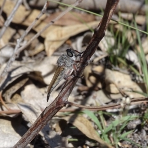 Promachus sp. (genus) at Symonston, ACT - 15 Feb 2019