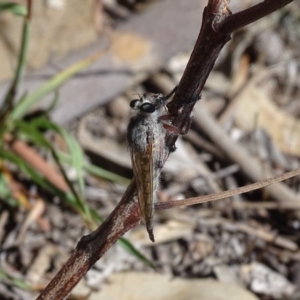 Promachus sp. (genus) at Symonston, ACT - 15 Feb 2019 11:56 AM