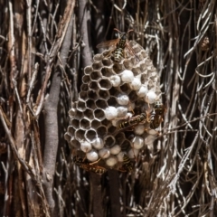 Polistes (Polistes) chinensis (Asian paper wasp) at Fyshwick, ACT - 14 Feb 2019 by Roger