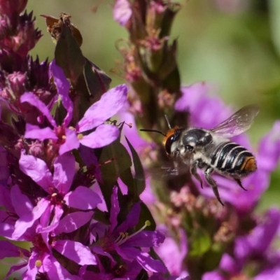 Megachile (Eutricharaea) maculariformis (Gold-tipped leafcutter bee) at Acton, ACT - 14 Feb 2019 by DPRees125