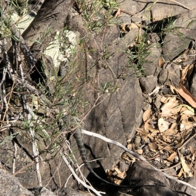 Intellagama lesueurii howittii (Gippsland Water Dragon) at Stromlo, ACT - 13 Feb 2019 by Goggs
