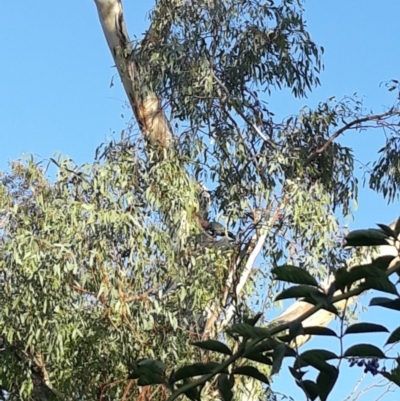 Callocephalon fimbriatum (Gang-gang Cockatoo) at Campbell, ACT - 14 Feb 2019 by alexandria1994